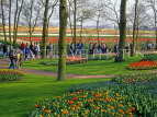 HOLLAND, Keukenhof Gardens bulbfields, HOL701JPL