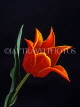 HOLLAND, Tulip (against black background), HOL653JPL