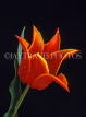 HOLLAND, Tulip (against black background), HOL726JPL
