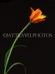 HOLLAND, Tulip (against black background), HOL731JPL