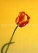 HOLLAND, Tulip (against yellow background), HOL716JPL