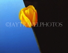HOLLAND, Tulip (on black and blue background), HOL667JPL