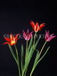 HOLLAND, Tulips (against black background), HOL732JPL