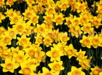 HOLLAND, Vogelendang, bulbfields, Daffodils, HOL655JPL