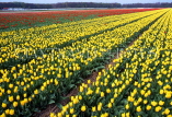HOLLAND, countryside Tulip fields, HOL603JPL