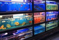 HONG KONG, Kowloon, Mong Kok, Goldfish Market, HK967JPL