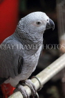HONG KONG, Kowloon, Mong Kok, Yuen Po Street Bird Garden, African Grey Parrot, HK962JPL