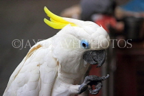 HONG KONG, Kowloon, Mong Kok, Yuen Po Street Bird Garden, Cockatoo, HK963JPL