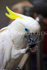 HONG KONG, Kowloon, Mong Kok, Yuen Po Street Bird Garden, Cockatoo, HK964JPL