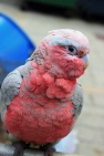 HONG KONG, Kowloon, Mong Kok, Yuen Po Street Bird Garden, Galah Parrot, HK961JPL