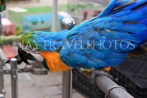 HONG KONG, Kowloon, Mong Kok, Yuen Po Street Bird Garden, blue and yellow Macaw, HK947JPL