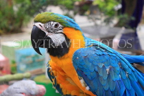 HONG KONG, Kowloon, Mong Kok, Yuen Po Street Bird Garden, blue and yellow Macaw, HK948JPL