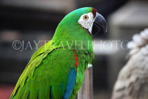 HONG KONG, Kowloon, Mong Kok, Yuen Po Street Bird Garden, green Mini Macaw, HK949JPL