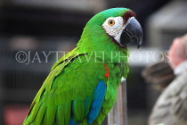 HONG KONG, Kowloon, Mong Kok, Yuen Po Street Bird Garden, green Mini Macaw, HK950JPL