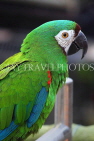HONG KONG, Kowloon, Mong Kok, Yuen Po Street Bird Garden, green Mini Macaw, HK951JPL