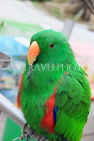 HONG KONG, Kowloon, Mong Kok, Yuen Po Street Bird Garden, green Parrot, HK954JPL