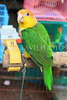 HONG KONG, Kowloon, Mong Kok, Yuen Po Street Bird Garden, yellow headed Parrot, HK959JPL