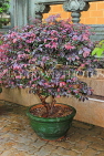 HONG KONG, Kowloon, Wong Tai Sin Temple, Bonsai tree in temple grounds, HK1202JPL