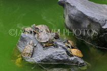 HONG KONG, Kowloon, Wong Tai Sin Temple, Good Wish Garden, Terrapins, HK1095JPL