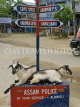 INDIA, Assam, goats resting in an intersection on Majuli Island, IND1437JPL