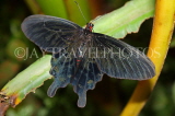 INDIA, South India, Swallowtail Butterfly, IND1586JPL