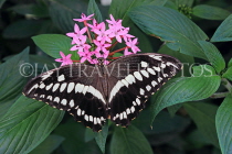 INDONESIA, Common Lime Butterfly, IND1198JPL