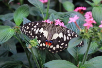 INDONESIA, Common Lime Butterfly, IND1199JPL