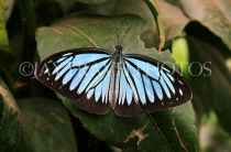INDONESIA, Common Wanderer Butterfly, IND1193JPL
