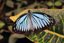 INDONESIA, Common Wanderer Butterfly, IND1194JPL