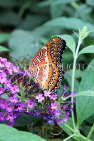 INDONESIA, Red Lacewing Butterfly, IND1183JPL