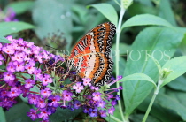 INDONESIA, Red Lacewing Butterfly, IND1184JPL