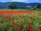 ITALY, Umbria, SPELLO, poppy fileds, ITL1630JPL