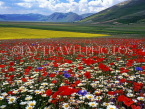 ITALY, Umbria, near Spello, countryside with poppy and cornflower fields, ITL1633JPL