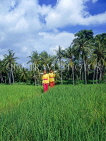 Indonesia, BALI, rice fields, and village girls carrying offerings (to temple), BAL1301JPL