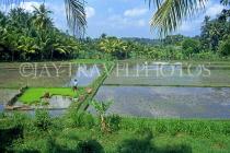 Indonesia, BALI, rice fields and countryside view, BAL1289JPL