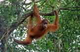 Indonesia, SUMATRA, Bukit Lawang refuge, Orang Utan, IND116JPL