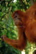 Indonesia, SUMATRA, Bukit Lawang refuge, Orang Utan, IND117JPL