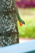 JAMAICA, Negril, Tree Lizard, JM281JPL