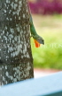 JAMAICA, Negril, Tree Lizard, JM281JPL