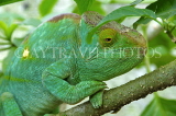 MADAGASCAR, Panther Chameleon, MDG152JPL