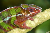 MADAGASCAR, Panther Chameleon, MDG153JPL