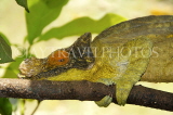 MADAGASCAR, Parson's Chameleon, MDG159JPL