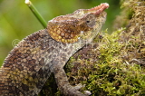 MADAGASCAR, elephant-ear chameleon, Marojejy National Park, MDG202JPL