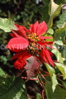 MADEIRA, Funchal Botanical Gardens, Poinsettia flowers, MAD222JPL