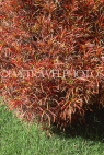 MADEIRA, countryside, Croton shrub, MAD221JPL