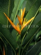 MALAYSIA, Penang, Bird of Paradise flower, MSA517JPL