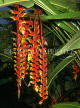 MALAYSIA, Penang, Crab Claw (Lobster Claw) flowers, MSA426JPL
