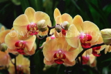 MALAYSIA, Penang, orchid farm, Phalaenopsis Orchids, MSA590JPL