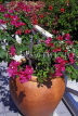 MALDIVE ISLANDS, Bougainvillea flowers in large pot, MAL17JPL