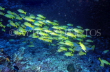 MALDIVE ISLANDS, Coral Reef, shoal of Bluestripe Snapper, MAL102JPL
